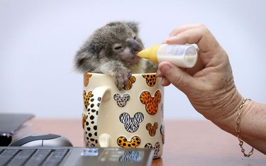 Baby koala in a coffee cup