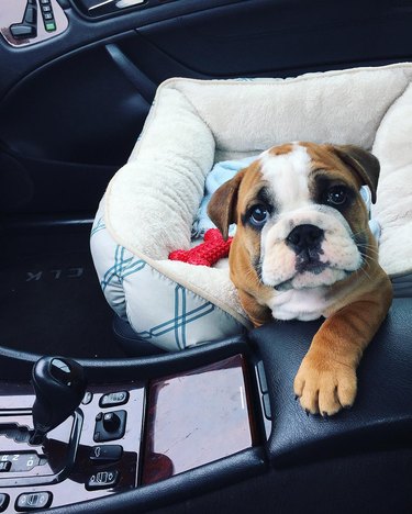 18 chubby bulldog puppies