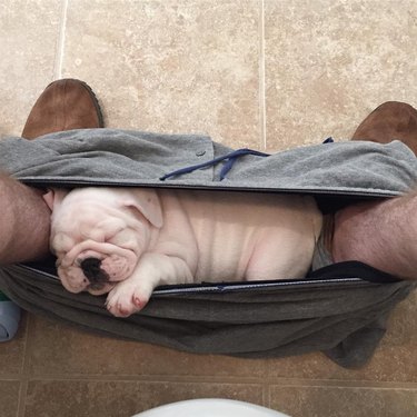 18 chubby bulldog puppies