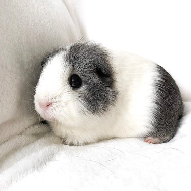 180 names for guinea pigs