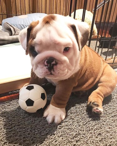 18 chubby bulldog puppies