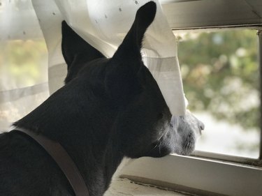 dog feuds with curtain