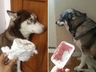 Just 18 Dogs Who Were Definitely Not Doing Anything Wrong, Okay