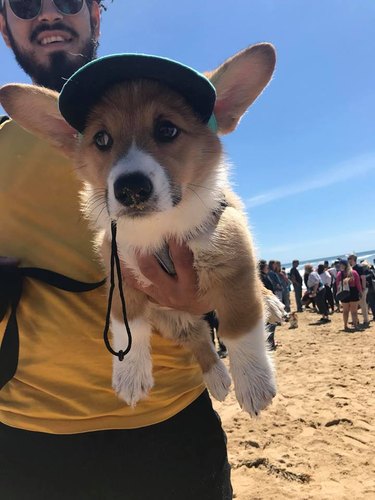 corgi hates long beach walks