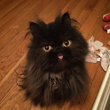 Cat with its tongue sticking out
