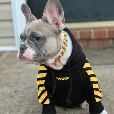 17 Dogs Who Are Stylish Fashionistas | Cuteness
