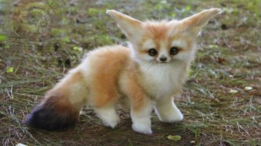 fluffy baby animals