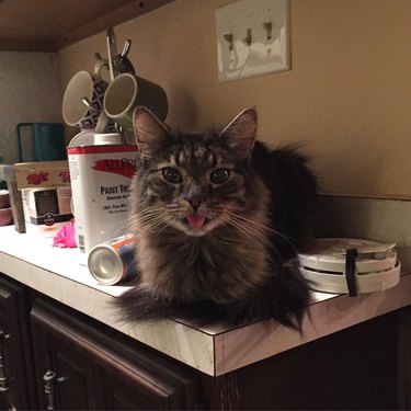 Cat sitting on a kitchen counter with its tongue sticking out