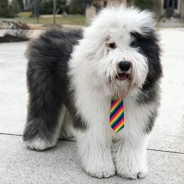 dog in rainbow tie