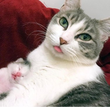 Mother cat and newborn kitten with tongues sticking out