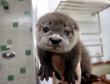 Baby otter