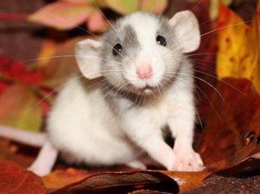 Baby rat