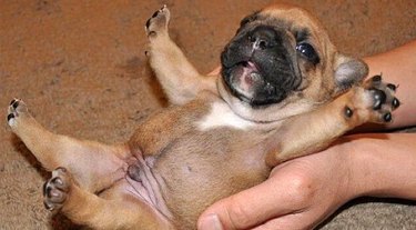 Fat little puppy