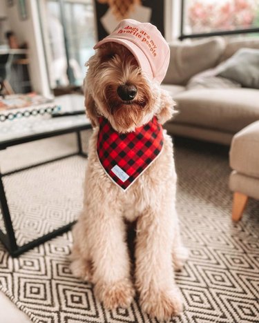 dog in checkered scarf and baseball cap