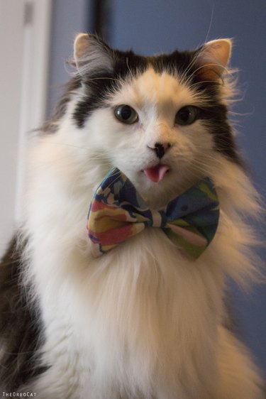 Cat in bowtie with tongue sticking out