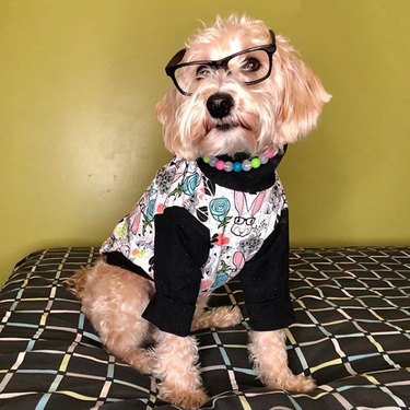dog in sweater and glasses
