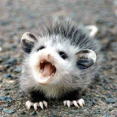 Baby opossum screaming