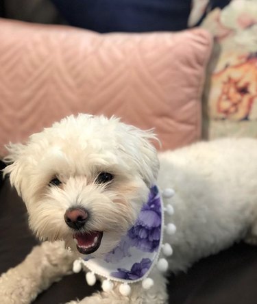 dog with pompom trimmed scarf