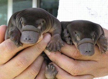 cute fat baby animals