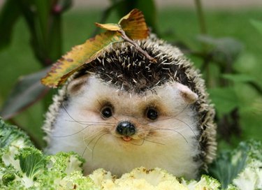 Little hedgehog