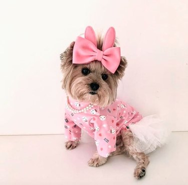 dog in pink sweater and white tutu