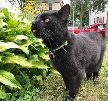 Black cat with their tongue sticking out in a garden.