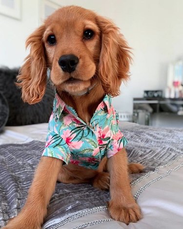 dog in hawaiian shirt