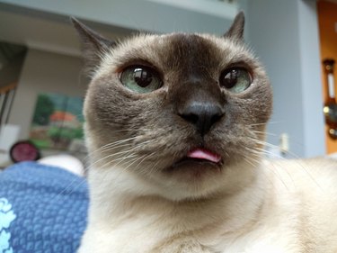 Cross-eyed cat with its tongue sticking out