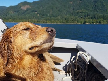 Profile of a wet dog enjoying the sun on a boat.
