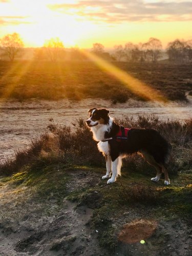 A happy dog is on a beach at sunset.