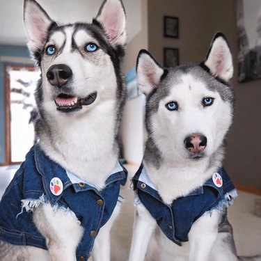19 dogs with better denim game than you