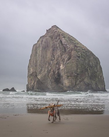 A dog is on a beach carrying a big stick, and a boulder is in the distance.