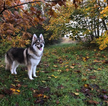 A happy dog is in the woods in autumn.