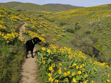 A dog is walking on a dirt trail through a field of yellow flowers with hills in the background.