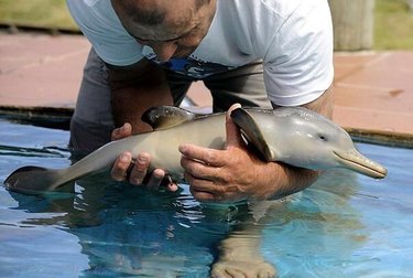 Baby dolphin