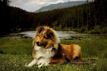 A dog is in front of a lake surrounded by woods and mountains in the distance.