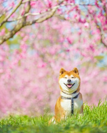 Shiba Inu in a field with cherry blossoms.