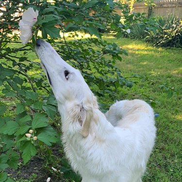 Dog with a long nose sniffing a flower
