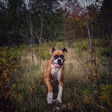 A boxer dog is running through the grassy woods in autumn.