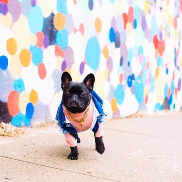 19 dogs with better denim game than you