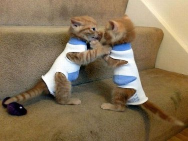 Two kittens in matching sweaters fighting on stairs.