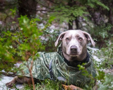 A dog is wearing a camouflage coat, and is surrounded by trees in a forest.