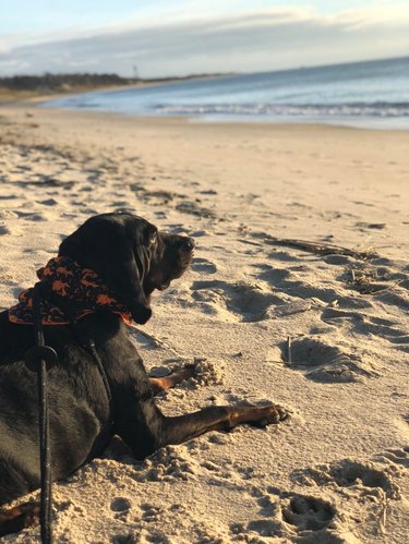 A dog is laying in the sand on a beach, and looking ahead at the ocean.