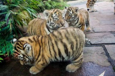 chubby tiger cubs