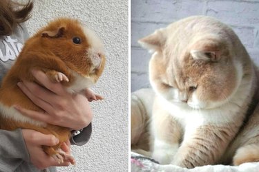 chubby animal babies who are hungry