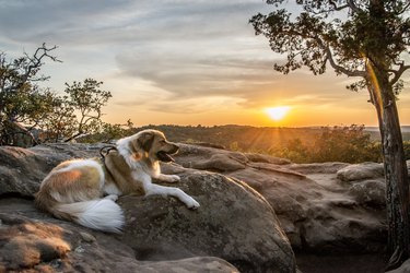 A dog is on a mountaintop and looking at a sunset.