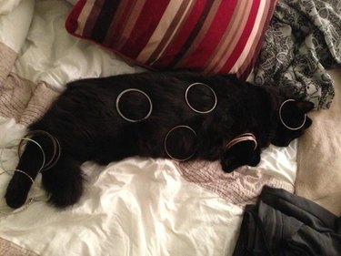 Sleeping cat with bracelets on him.