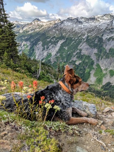 A dog is on a mountaintop and looking downhill.