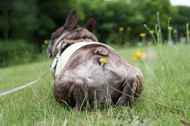 Dog laying down with a dandelion under its stumpy tail