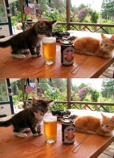Kitten tasting beer and making a disgusted face.